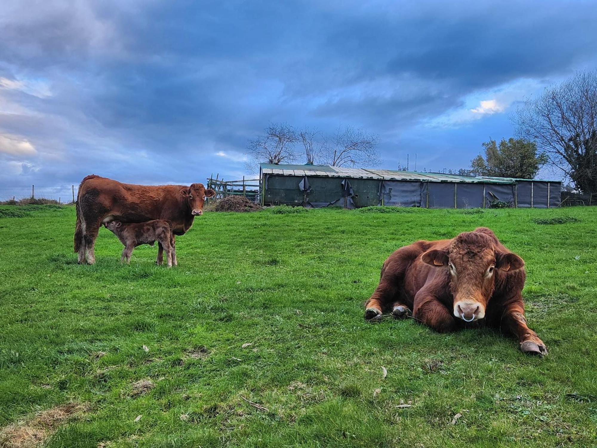 Refugio Finca El Canu Valdáliga Kültér fotó